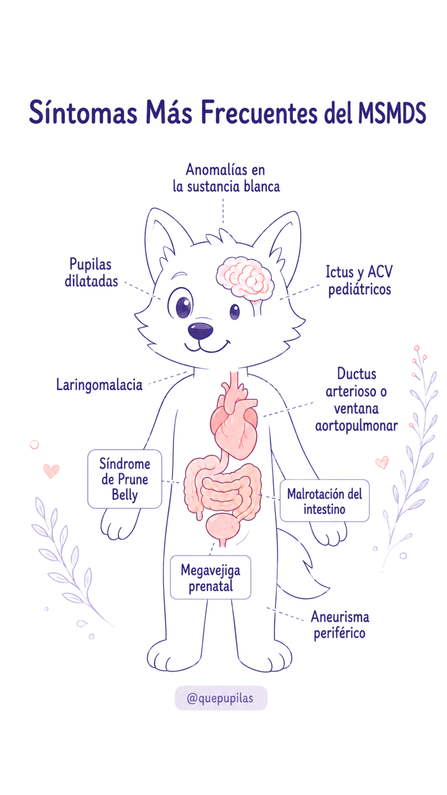 Imagen con los síntomas más frecuentes del Síndrome Multisistémico de Disfunción del Músculo Liso